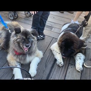 Meet your Posher, Hon